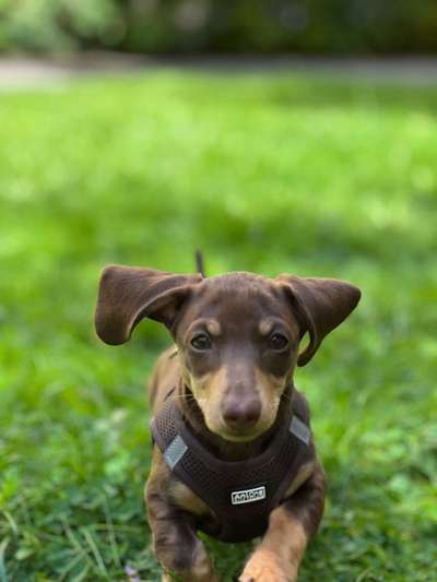 Hundetreffen-Welpentreffen Maxvorstadt-Bild