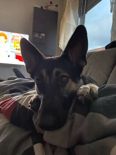 Schäferhund-Beitrag-Bild