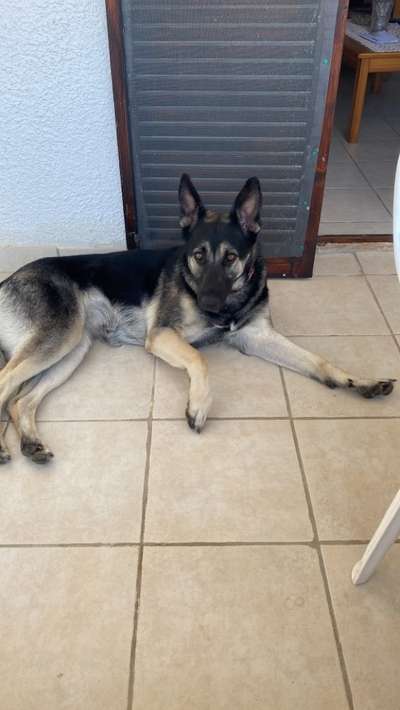 Schäferhund-Beitrag-Bild