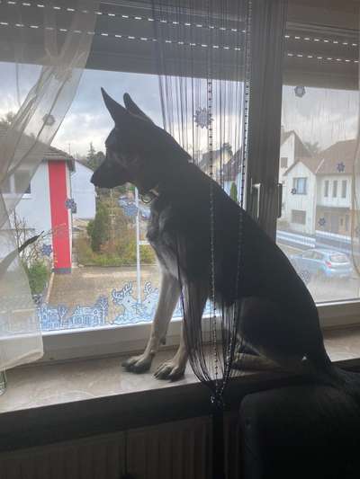 Schäferhund-Beitrag-Bild
