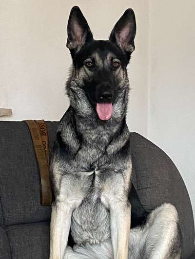 Schäferhund-Beitrag-Bild