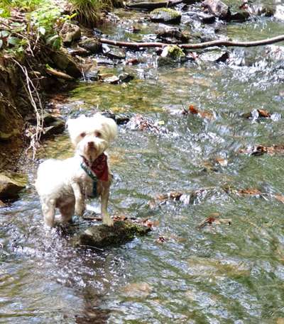 Dogorama-Monats-Challenge-Mai "Wasser"-Beitrag-Bild