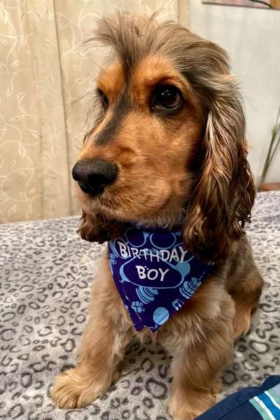 Cocker Spaniel-Beitrag-Bild