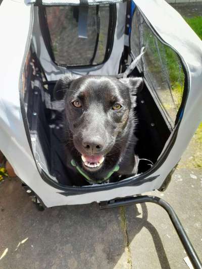 Radfahren mit Hund-Beitrag-Bild