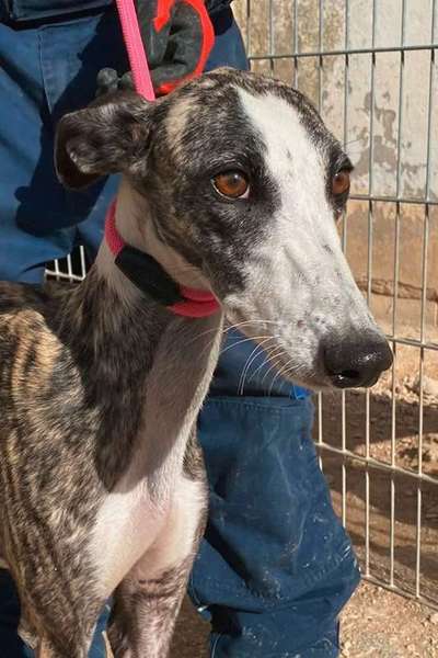 Tierschutzhunde suchen ein Zuhause-Beitrag-Bild