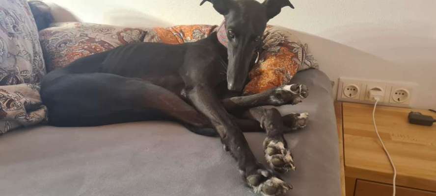 Windhunde - Treffen der besonderen Schönheiten
HERZLICH WILLKOMMEN-Beitrag-Bild