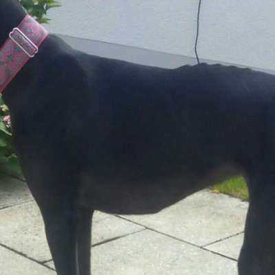 Rücken eines Standard-Dackels-Beitrag-Bild