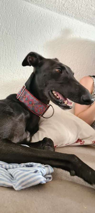 Zeigt her Eure Futternäpfe-Beitrag-Bild