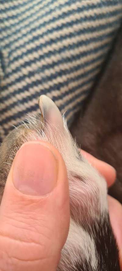 Hunde zu dünn?-Beitrag-Bild