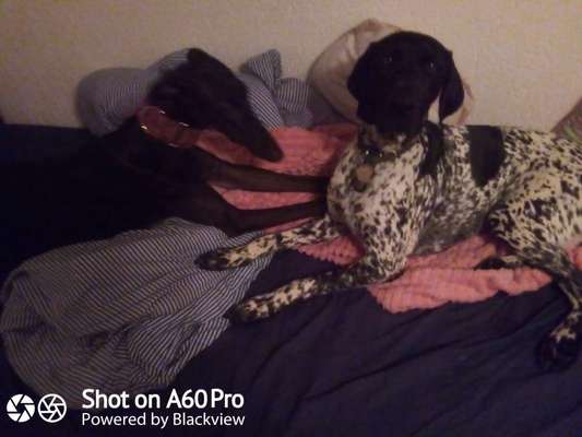 Darf der Hund bei Euch im Bett schlafen?-Beitrag-Bild