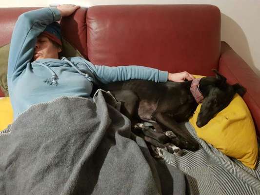 Welche "Jobs" haben eure Hunde?-Beitrag-Bild