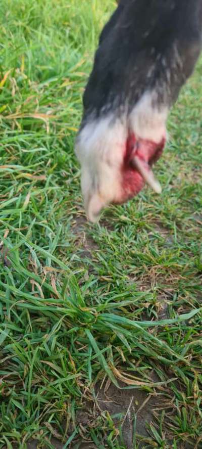 Windhunde - Treffen der besonderen Schönheiten
HERZLICH WILLKOMMEN-Beitrag-Bild