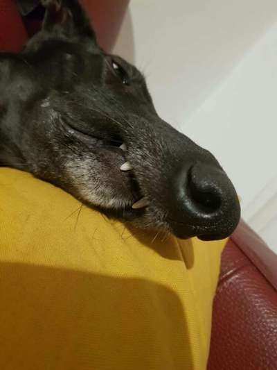 Windhunde - Treffen der besonderen Schönheiten
HERZLICH WILLKOMMEN-Beitrag-Bild