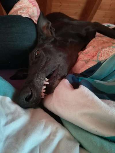 Windhunde - Treffen der besonderen Schönheiten
HERZLICH WILLKOMMEN-Beitrag-Bild