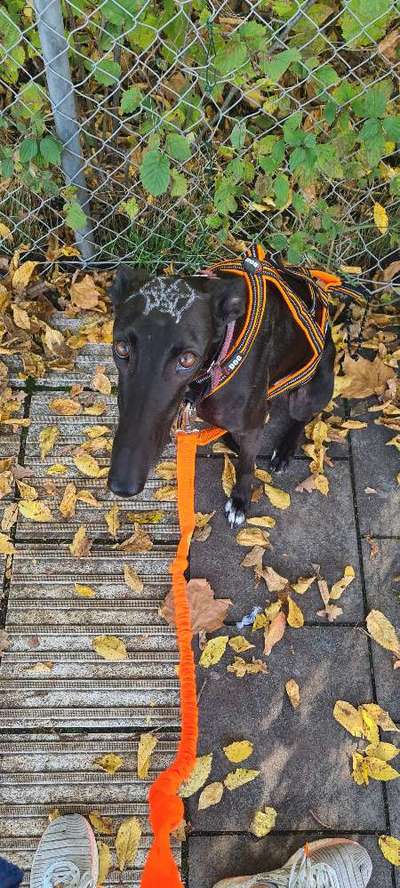 Zeigt her Eure Futternäpfe-Beitrag-Bild