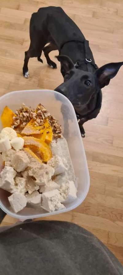 Zeigt her Eure Futternäpfe-Beitrag-Bild