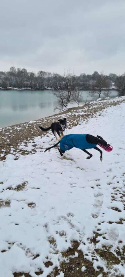 Windhunde - Treffen der besonderen Schönheiten
HERZLICH WILLKOMMEN-Beitrag-Bild