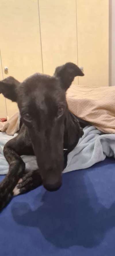 Windhunde - Treffen der besonderen Schönheiten
HERZLICH WILLKOMMEN-Beitrag-Bild