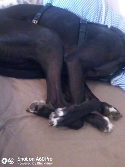 Windhunde - Treffen der besonderen Schönheiten
HERZLICH WILLKOMMEN-Beitrag-Bild