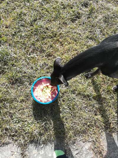 Zeigt her Eure Futternäpfe-Beitrag-Bild