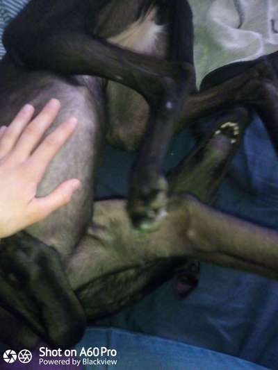 Windhunde - Treffen der besonderen Schönheiten
HERZLICH WILLKOMMEN-Beitrag-Bild