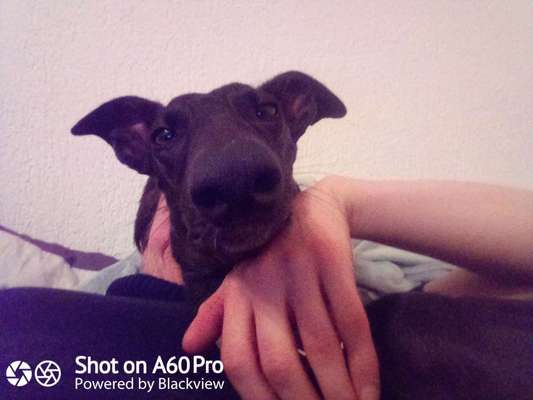 Zeigt mir die tollste Nahaufnahme von eurer Fellnase-Beitrag-Bild