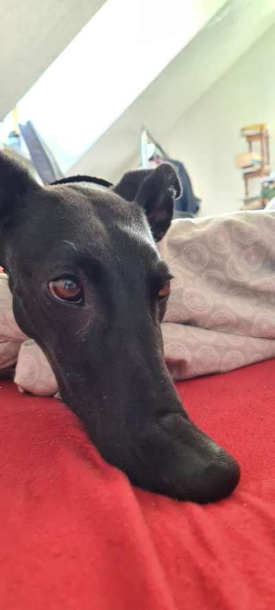 Windhunde - Treffen der besonderen Schönheiten
HERZLICH WILLKOMMEN-Beitrag-Bild