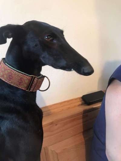 Windhunde - Treffen der besonderen Schönheiten
HERZLICH WILLKOMMEN-Beitrag-Bild