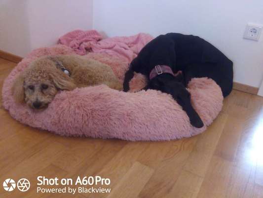 Windhunde - Treffen der besonderen Schönheiten
HERZLICH WILLKOMMEN-Beitrag-Bild