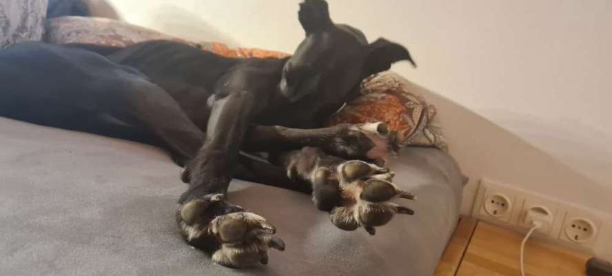 Windhunde - Treffen der besonderen Schönheiten
HERZLICH WILLKOMMEN-Beitrag-Bild