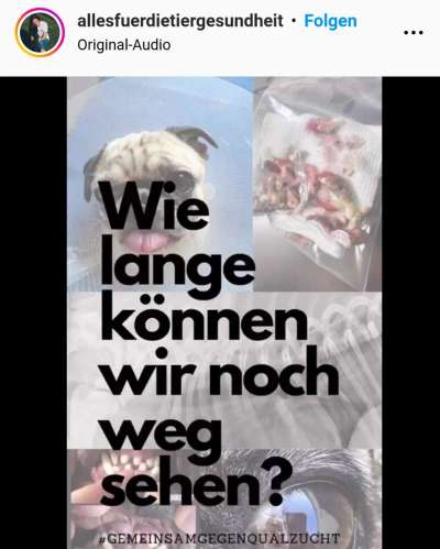 Brachycephale Hunderassen-Beitrag-Bild