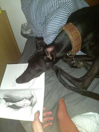 Windhunde - Treffen der besonderen Schönheiten
HERZLICH WILLKOMMEN-Beitrag-Bild