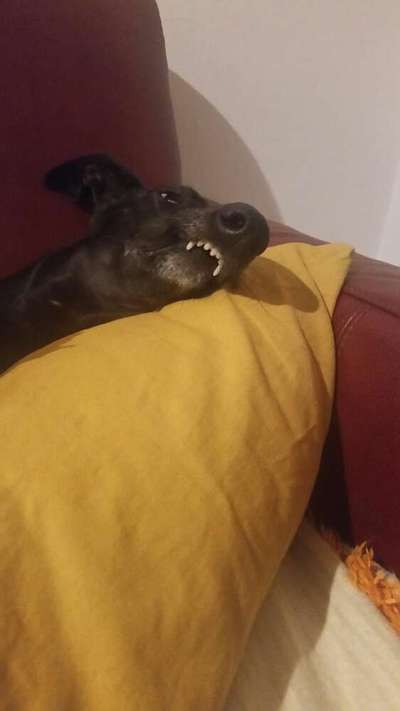 Windhunde - Treffen der besonderen Schönheiten
HERZLICH WILLKOMMEN-Beitrag-Bild