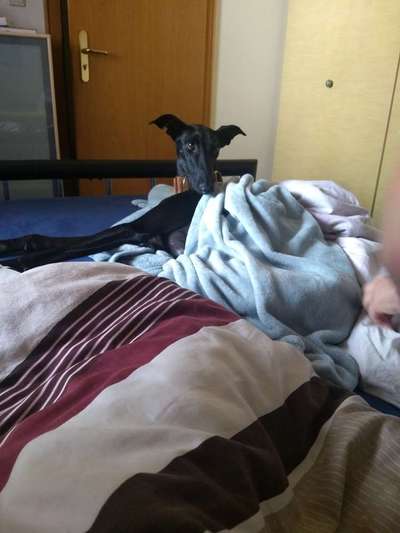 Windhunde - Treffen der besonderen Schönheiten
HERZLICH WILLKOMMEN-Beitrag-Bild