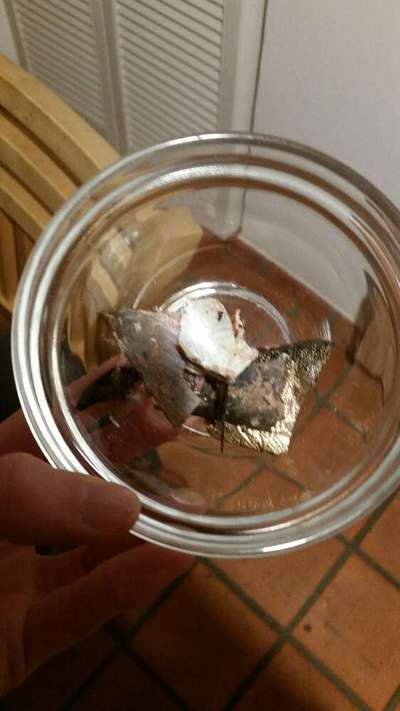 Zeigt her Eure Futternäpfe-Beitrag-Bild