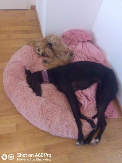 Windhunde - Treffen der besonderen Schönheiten
HERZLICH WILLKOMMEN-Beitrag-Bild