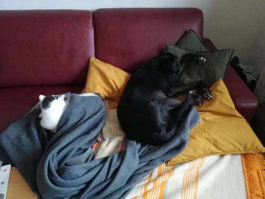 Windhunde - Treffen der besonderen Schönheiten
HERZLICH WILLKOMMEN-Beitrag-Bild