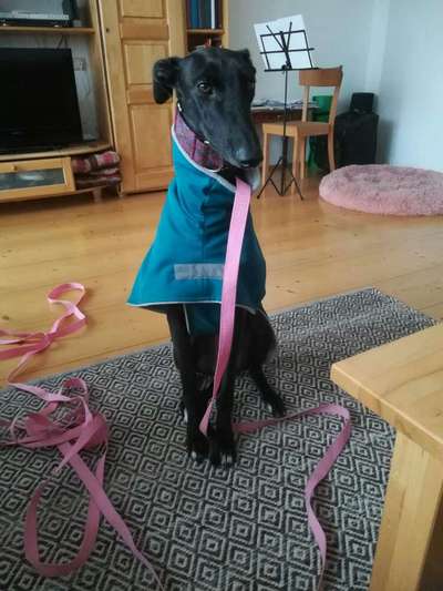 Hundekleidung - Top oder Flop-Beitrag-Bild