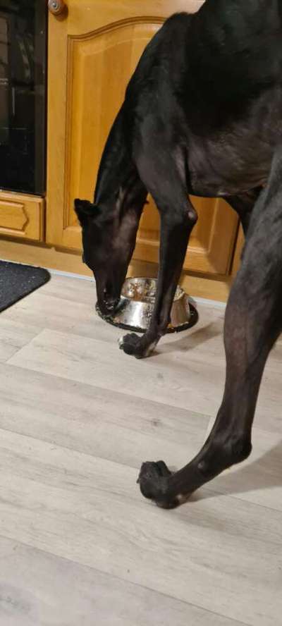 Zeigt her Eure Futternäpfe-Beitrag-Bild