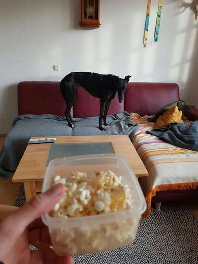 Zeigt her Eure Futternäpfe-Beitrag-Bild