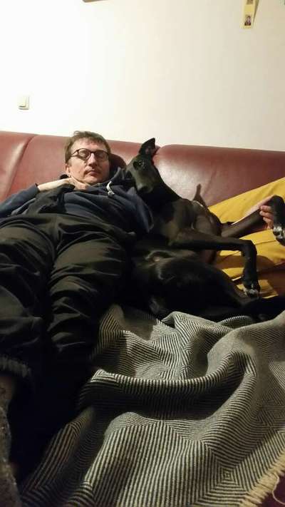 Welche "Jobs" haben eure Hunde?-Beitrag-Bild