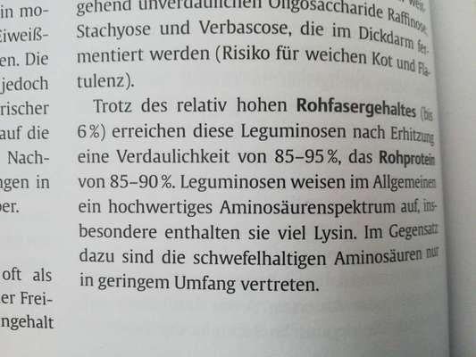 Vegetarische oder vegane Ernährung beim Hund?-Beitrag-Bild