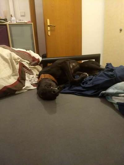 Windhunde - Treffen der besonderen Schönheiten
HERZLICH WILLKOMMEN-Beitrag-Bild