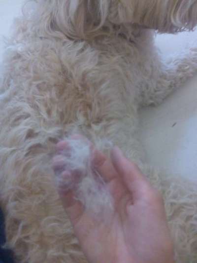 Hunderatgeber - welcher Hund passt zu mir?-Beitrag-Bild