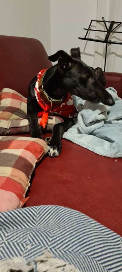 Windhunde - Treffen der besonderen Schönheiten
HERZLICH WILLKOMMEN-Beitrag-Bild