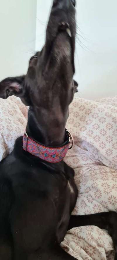 Zeigt her Eure Futternäpfe-Beitrag-Bild