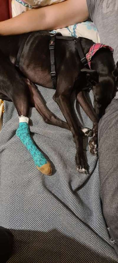 Windhunde - Treffen der besonderen Schönheiten
HERZLICH WILLKOMMEN-Beitrag-Bild