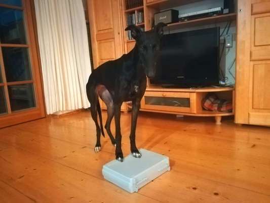 Trick Challenge 24 ,,Elefantentrick"-Beitrag-Bild