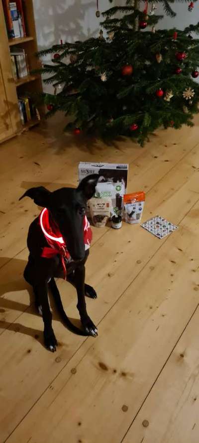 Windhunde - Treffen der besonderen Schönheiten
HERZLICH WILLKOMMEN-Beitrag-Bild