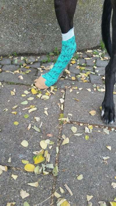 Brachycephale Hunderassen-Beitrag-Bild